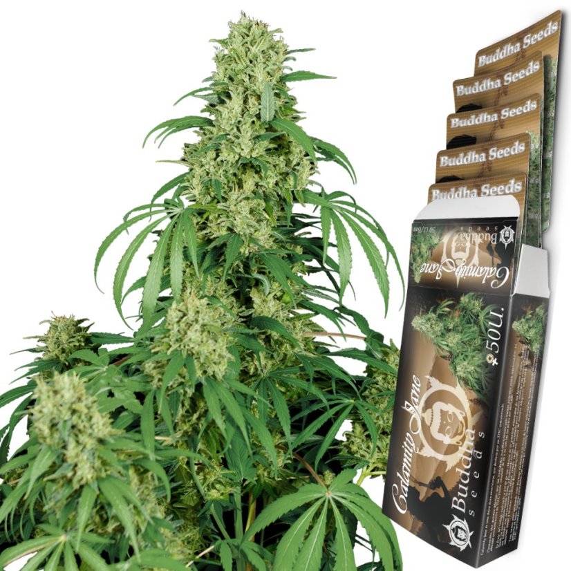 Calamity Jane auto - feminizovaná semínka, 3 ks, Buddha Seeds