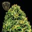 Gelato 41 BX Auto Feminisierte Samen - 3