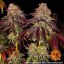 Mimosa X Orange Punch Auto - autoflowering seeds 10 pcs Barney´s Farm