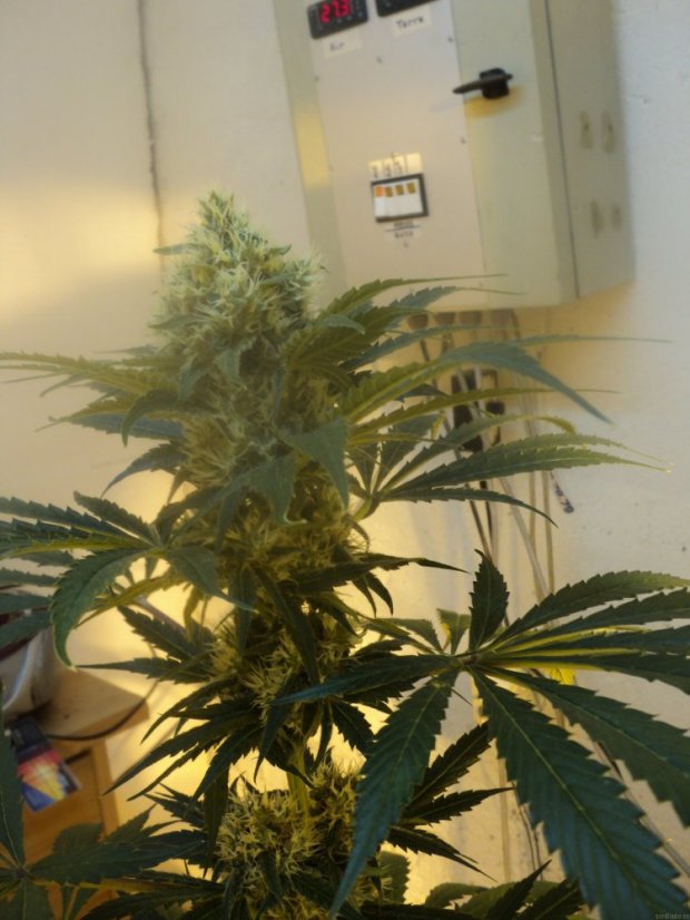 OG Kush - feminizovaná semienka 3ks Humboldt