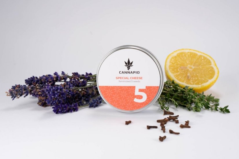 Special Cheese - 5 ks feminizované semienka Cannapio