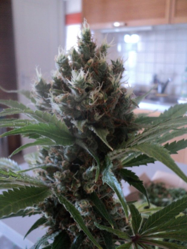 OG Kush - feminizovaná semienka 5ks Humboldt