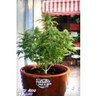 Auto Acid - feminizované a autoflowering semienka 10ks Paradise Seeds