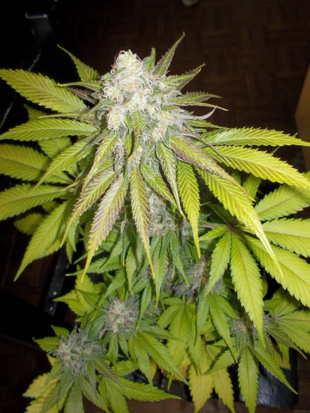 Sour Diesel - feminizované semienka 3ks Royal Queen Seeds