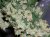 Afghani Skunk x Afghani Haze (ASH) - Standardized seeds 18 pcs Mr. Nice