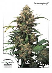 Strawberry Cough - Feminized Seeds 5pcs of Dutch Passion