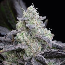 L.A.Vanilla Cake - feminizované semená 3ks, Silent Seeds