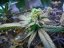 Sour Blueberry - nasiona feminizowane 5 sztuk Humboldt