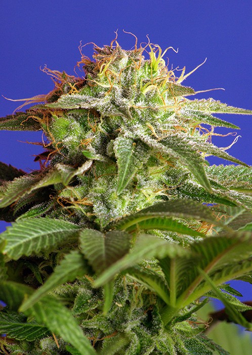 Green Poison – feminizovaná semínka 3ks Sweet Seeds