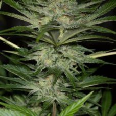 Black D.O.G. - feminizovaná semínka 10ks Humboldt