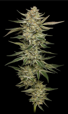 Humboldt Seed Company OG Triploid feminizované semená