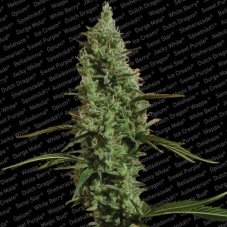 Atomical Haze - Feminized Seeds 3 pcs Paradise Seeds