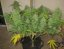 StarRyder autoflowering semínka 3ks Dutch Passion