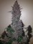 Dark Devil Auto - fem. a autoflowering semienka 10ks Sweet Seeds
