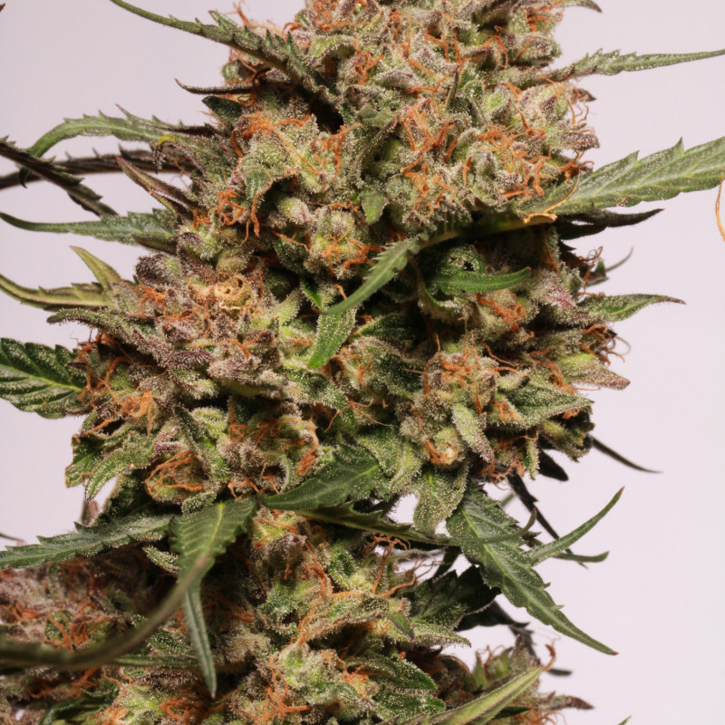 Apollo Black Cherry Auto - samonakvétací semena konopí HumboldtXSeedstockers, 3 ks