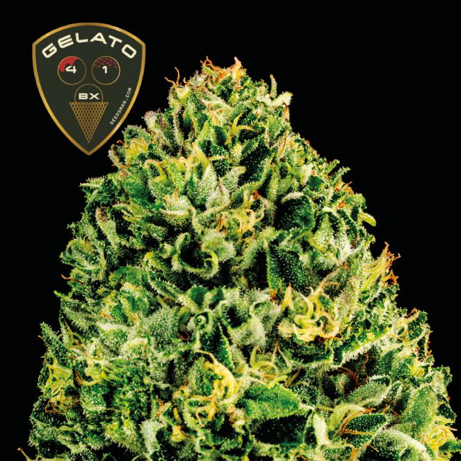 Gelato 41 BX Auto Feminizovaná Semínka - 5