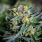 5 Most Famous, Classic Types of Marijuana