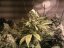 Acid - feminizované semená 3ks Paradise Seeds