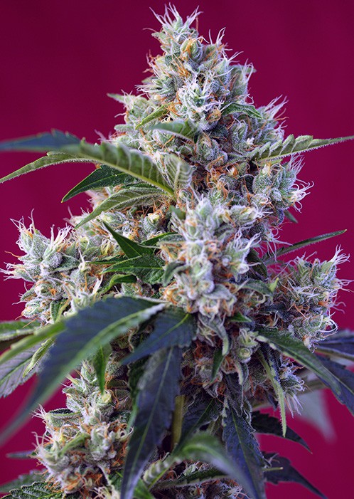 Indigo Berry Kush® - feminizovaná semínka 5 ks Sweet Seeds