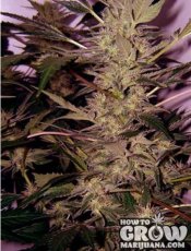 American Dream - standardized seeds 10 pcs Sensi Seeds