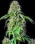 Royal CBG Automatic - self-flowering seeds 3 pcs Royal Queen Seeds