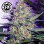 Green Poison Fast Version - feminizované semienka 10ks Sweet Seeds
