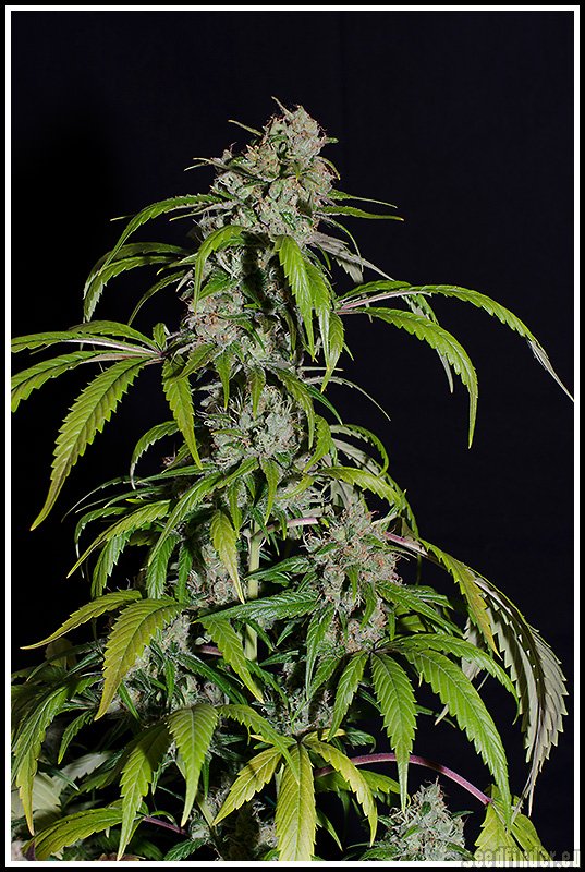 Super Skunk - semínka 10 ks standardizovaná Sensi Seeds