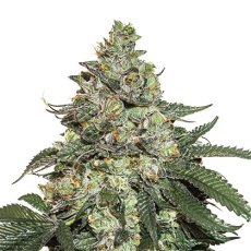 Girl Scout Cookies samonakvétací semena 3 ks Seedstockers