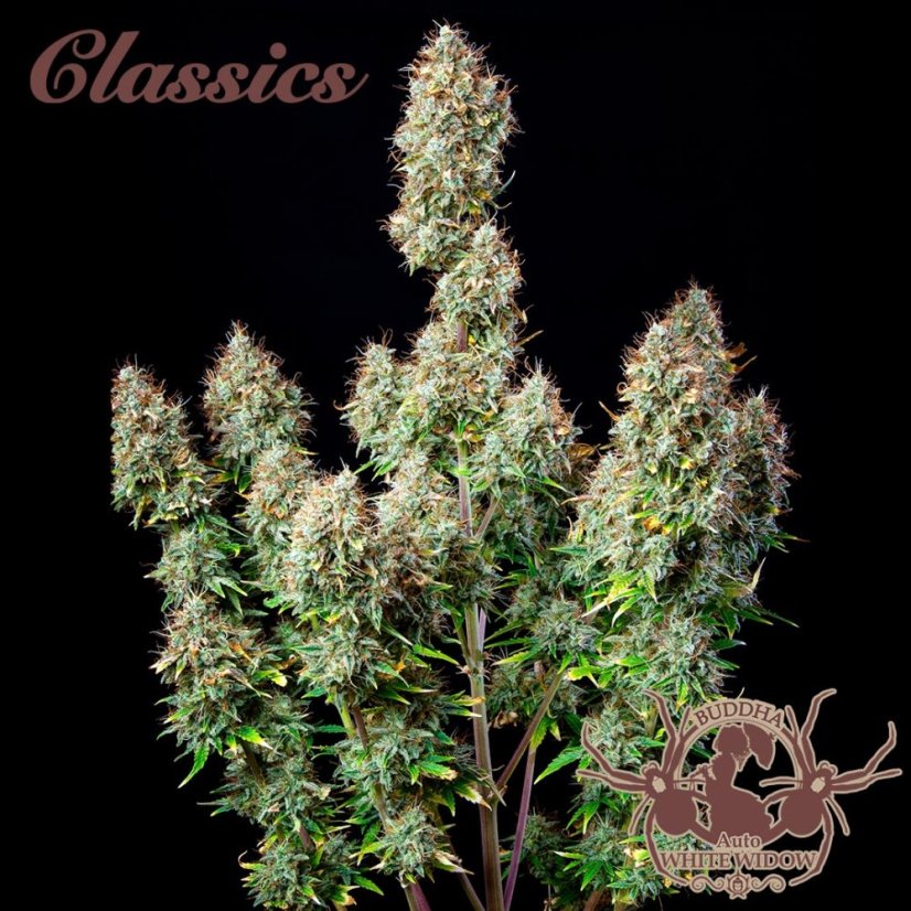 Buddha Auto White Widow, 3er Pack - Buddha Seeds Premium Genetik