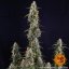 Watermelon Zkittlez Auto - autoflowering semena marihuany 3 ks Barney´s Farm