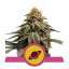 Royal Skywalker - feminisierte Samen 5 Stück Royal Queen Seeds