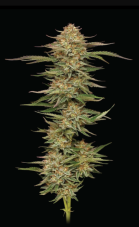 Humboldt Seed Company Orange Creampop feminizowane nasiona