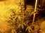 Liberty Haze - feminisierte Samen 10 Stück Barney's Farm