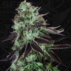 T.H. Seeds Darkstar Kush nasiona feminizowane