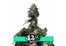 Tropicana Cookies FF - feminizované semená marihuany 5 ks Fast Buds