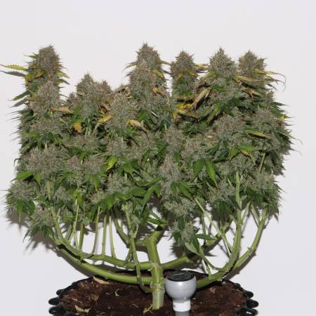 Glue Auto (dříve gorilla glue auto) - samonakvétací semínka Fast Buds 3ks