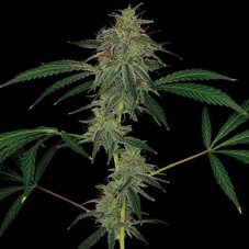 Blue Mammoth – 3 autoflower semienka Barney Farms