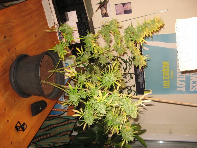 Psicodelicia - Feminisierte Samen 5ks Sweet Seeds