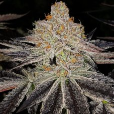 Ethos Genetics Purple Zkittlez Rbx feminized seeds