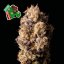 Peyote Gorilla - feminizovaná semena konopí 5 ks, Seedsman