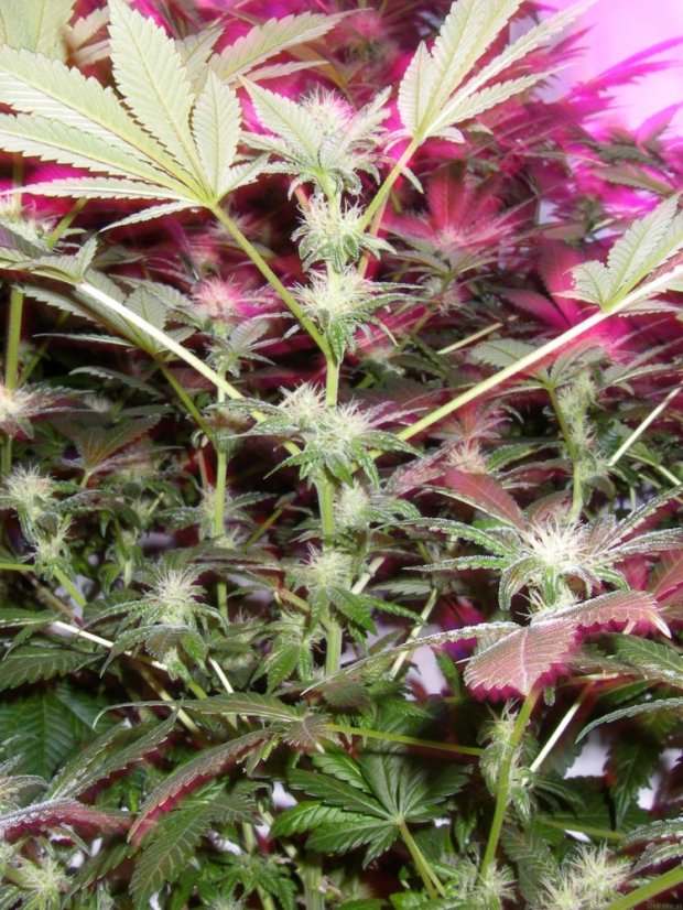 Jack 47 - feminizovaná semínka 3 ks Sweet Seeds