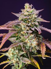 Purple Punch OG XL Auto - feminized seeds 3 pcs Sweet Seeds