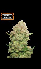 White Widow Auto Feminizované Semená - 1