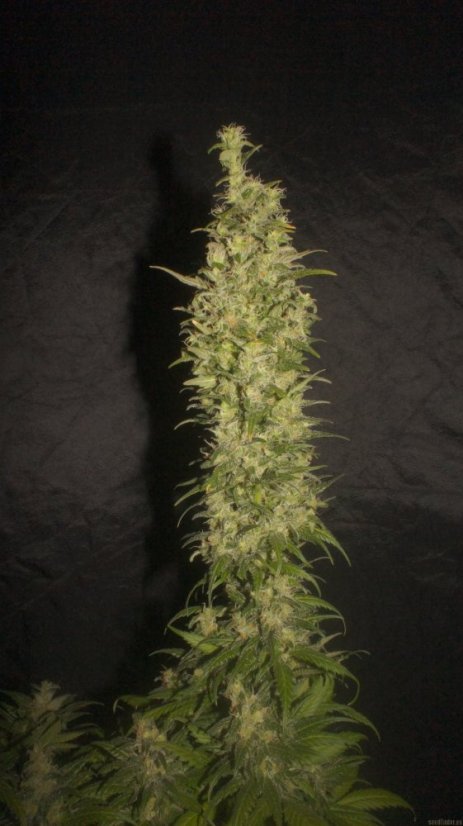 Monster - 9ks feminized semená Eva Seeds