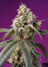 Bruce Banner XL Auto - feminizované semienka 3 ks Sweet Seeds