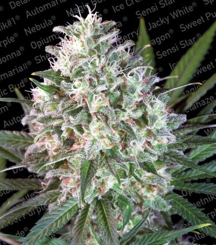 Space Cookies - feminizovaná semienka 3 ks Paradise Seeds