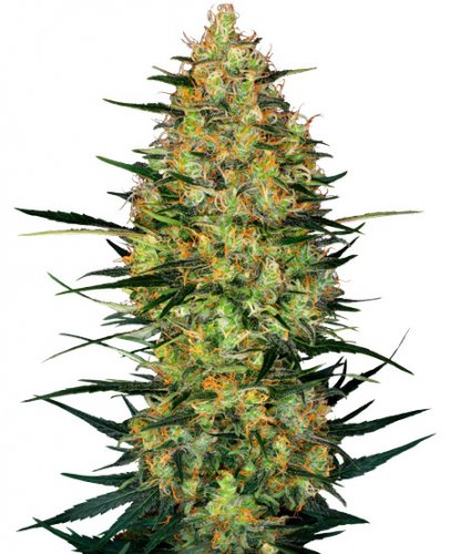 Caramellow Kush Automatic - autoflowering cannabis seeds 10 pcs, Sensi Seeds