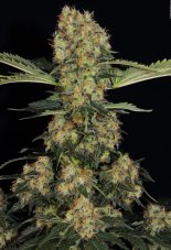 Paradise Seeds Blue Kush Berry Feminized Seeds