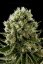 Critical Jack - feminizované semienka 36ks Natural Seeds