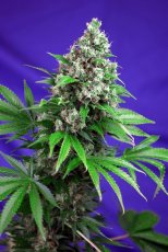 Killer Kush Fast Version - feminizovaná semínka 5ks Sweet Seeds